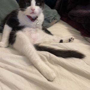 Meet your Posher, Gabriel